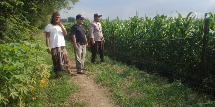 Polisi dan Petani Optimalkan Lahan Jagung untuk Dukung Swasembada Pangan Nasional