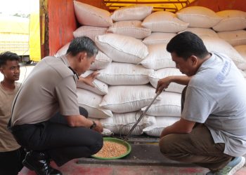 Program Ketahanan Pangan Polda Sulsel Berbuah Hasil, Bulog Serap Panen Jagung Petani