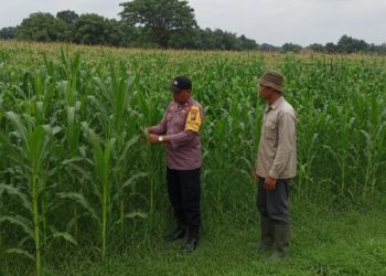 Bhabinkamtibmas Polsek Ngoro Lakukan Pengecekan dan Monitoring Lahan Jagung Wilayah Binaannya