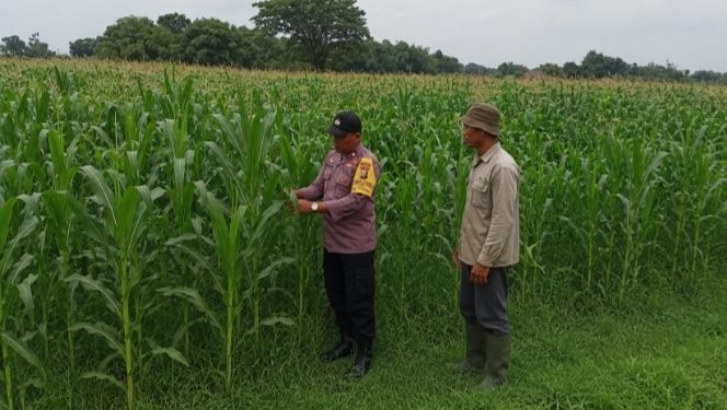 Bhabinkamtibmas Polsek Ngoro Lakukan Pengecekan dan Monitoring Lahan Jagung Wilayah Binaannya