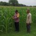 Bhabinkamtibmas Polsek Ngoro Lakukan Pengecekan dan Monitoring Lahan Jagung Wilayah Binaannya