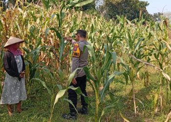 Kanit Binmas Polsek Kudu Monitoring Tanaman Jagung, Dukung Program Ketahanan Pangan Nasional
