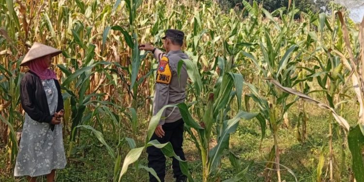 Kanit Binmas Polsek Kudu Monitoring Tanaman Jagung, Dukung Program Ketahanan Pangan Nasional