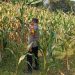 Kanit Binmas Polsek Kudu Monitoring Tanaman Jagung, Dukung Program Ketahanan Pangan Nasional