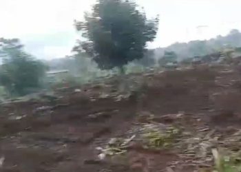 Marak Lahan Budidaya Nanas Di Gusur. Program Dinas Pertanian Upland Nanas Dipertanyakan.