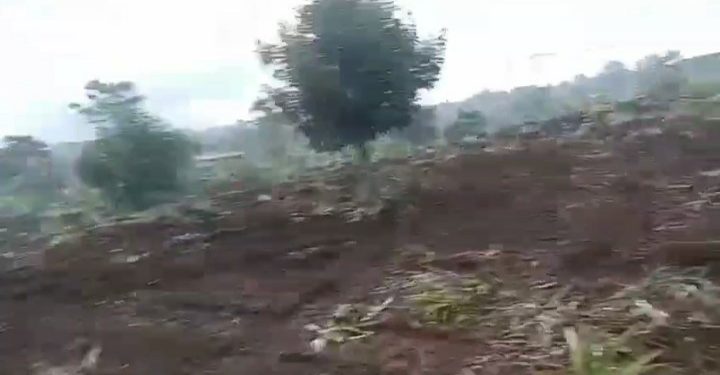 Marak Lahan Budidaya Nanas Di Gusur. Program Dinas Pertanian Upland Nanas Dipertanyakan.