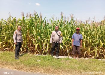 Personel Polsek Jombang Monitoring Perkembangan Tanaman Jagung di Desa Plosogeneng