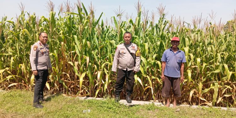 Personel Polsek Jombang Monitoring Perkembangan Tanaman Jagung di Desa Plosogeneng