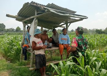 Optimalkan Hasil Panen, Serma Yuda Indra Gelar Komsos Budidaya Jagung Bersama Poktan Margo Utomo