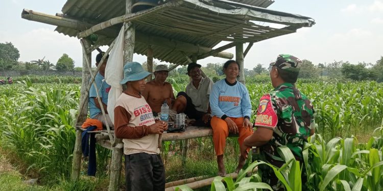 Optimalkan Hasil Panen, Serma Yuda Indra Gelar Komsos Budidaya Jagung Bersama Poktan Margo Utomo