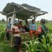 Optimalkan Hasil Panen, Serma Yuda Indra Gelar Komsos Budidaya Jagung Bersama Poktan Margo Utomo