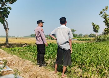 Polsek Perak Dampingi Petani Jagung, Perkuat Ketahanan Pangan Nasional