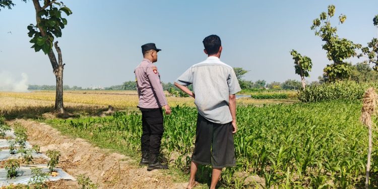 Polsek Perak Dampingi Petani Jagung, Perkuat Ketahanan Pangan Nasional