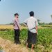 Polsek Perak Dampingi Petani Jagung, Perkuat Ketahanan Pangan Nasional