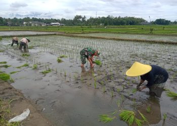 Dukung Ketahanan Pangan, Sertu Alim Santoso Dampingi Poktan Tani Makmur Tanam Padi di Jambewangi