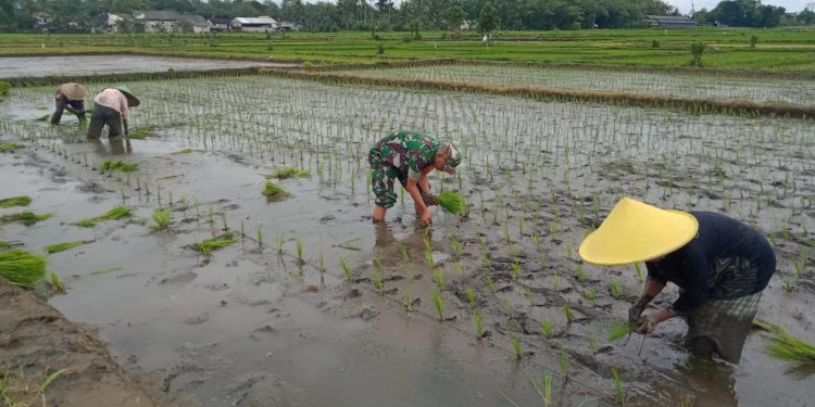 Dukung Ketahanan Pangan, Sertu Alim Santoso Dampingi Poktan Tani Makmur Tanam Padi di Jambewangi