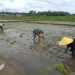 Dukung Ketahanan Pangan, Sertu Alim Santoso Dampingi Poktan Tani Makmur Tanam Padi di Jambewangi