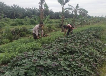 Bhabinkamtibmas Polsek Tungkal Ilir Ajak Warga Desa Bumi Serdang Dukung Program Pekarangan Pangan Bergizi