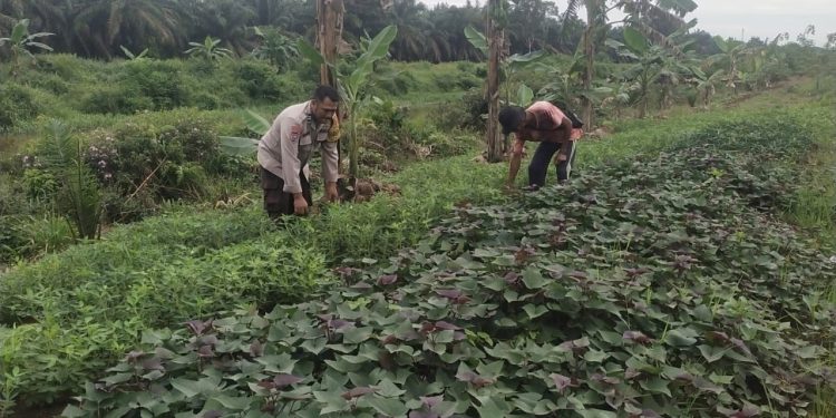 Bhabinkamtibmas Polsek Tungkal Ilir Ajak Warga Desa Bumi Serdang Dukung Program Pekarangan Pangan Bergizi