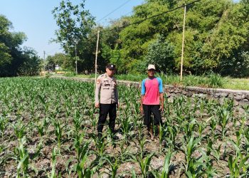 Polsek Ngusikan Melakukan Pengecekani Tanaman Jagung Bantuan Dinas Pertanian melalui Polres Jombang
