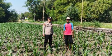Polsek Ngusikan Melakukan Pengecekani Tanaman Jagung Bantuan Dinas Pertanian melalui Polres Jombang