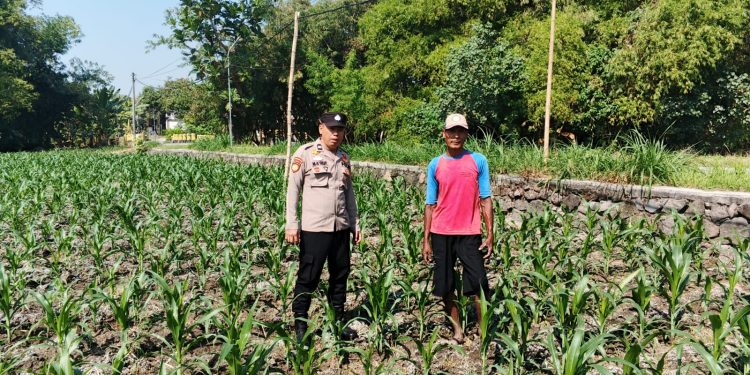 Polsek Ngusikan Melakukan Pengecekani Tanaman Jagung Bantuan Dinas Pertanian melalui Polres Jombang