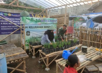 Ketahanan Pangan Keluarga, Serda Wisnu Sulistyo Dampingi KWT Srikandi Budidaya Bawang Merah