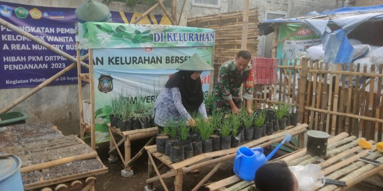 Ketahanan Pangan Keluarga, Serda Wisnu Sulistyo Dampingi KWT Srikandi Budidaya Bawang Merah