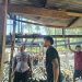Rumah Panggung Terbakar di Belawa Wajo, Api Dipadamkan dalam 1 Jam