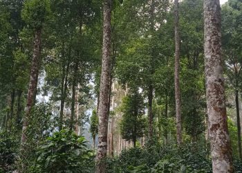 Petani Petak 84 Mengaku Merasa Terintimidasi, Pengajuan PPKH Dipertanyakan, Sekretaris KTH: “Itumah Urusan Desa”