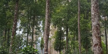 Petani Petak 84 Mengaku Merasa Terintimidasi, Pengajuan PPKH Dipertanyakan, Sekretaris KTH: “Itumah Urusan Desa”