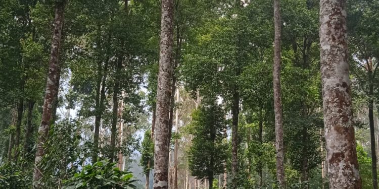 Petani Petak 84 Mengaku Merasa Terintimidasi, Pengajuan PPKH Dipertanyakan, Sekretaris KTH: “Itumah Urusan Desa”