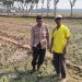 Bhabinkamtibmas Polres Jombang Dukung Ketahanan Pangan melalui Penanaman Jagung Bersama Petani