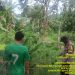 Pekarangan Produktif Untuk Penopang Ketahanan Pangan, Oleh Bripka Anton Lendra ,Ajak Warga Desa Biyuku Kec. Suak Tape Dukung P2B