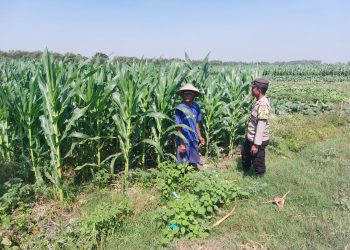 Polsek Ngusikan Laksanakan Pengecekan Lahan Jagung dalam Mendukung Ketahanan Pangan