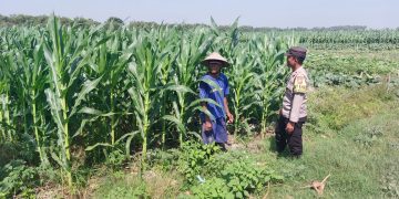 Polsek Ngusikan Laksanakan Pengecekan Lahan Jagung dalam Mendukung Ketahanan Pangan