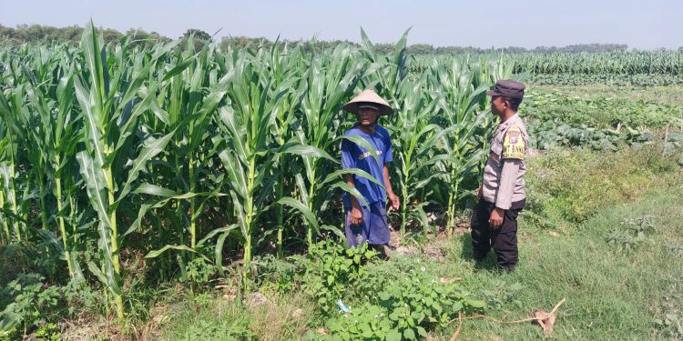 Polsek Ngusikan Laksanakan Pengecekan Lahan Jagung dalam Mendukung Ketahanan Pangan
