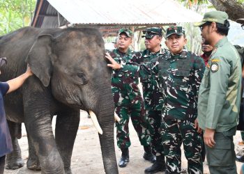 Peduli Konservasi, Danrem 044/Gapo Cek Langsung Kondisi Gajah Padang Sugihan