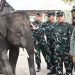 Peduli Konservasi, Danrem 044/Gapo Cek Langsung Kondisi Gajah Padang Sugihan