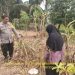 Pekarangan Produktif Untuk Penopang Ketahanan Pangan, Oleh Aiptu Mirwan ,Ajak Warga Dusun lll Desa Tebing Abang Kec. Rantau Bayur Dukung P2B