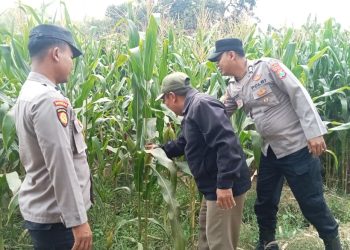 Wujudkan Swasembada Pangan, Polres Jombang Libatkan Bhabinkamtibmas Pantau Tanaman Jagung