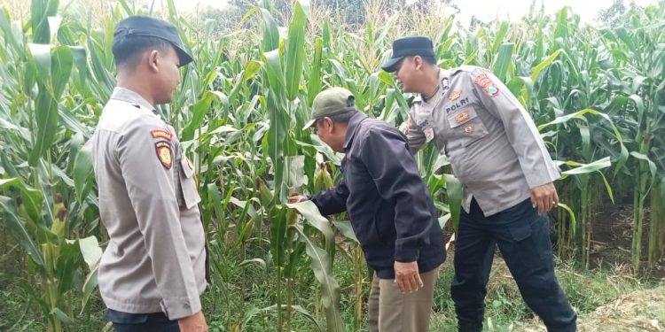 Wujudkan Swasembada Pangan, Polres Jombang Libatkan Bhabinkamtibmas Pantau Tanaman Jagung