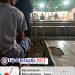 Dugaan Maraknya Judi Sabung Ayam dan Dadu di Dusun Plosorejo, Desa Plosorejo, Kecamatan Plosoklaten, Terkesan Polres Kabupaten Kediri “Tutup Mata”