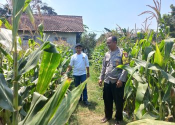 Bhabinkamtibmas Polsek Diwek Bersama Ketua Poktan Tinjau Tanaman Jagung di Desa Keras