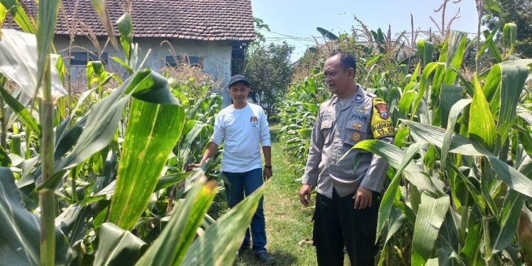 Bhabinkamtibmas Polsek Diwek Bersama Ketua Poktan Tinjau Tanaman Jagung di Desa Keras