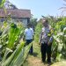 Bhabinkamtibmas Polsek Diwek Bersama Ketua Poktan Tinjau Tanaman Jagung di Desa Keras