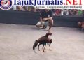 Maraknya Sabung Ayam di Desa Lempeni Tempe, Polres Lumajang Tutup Mata!