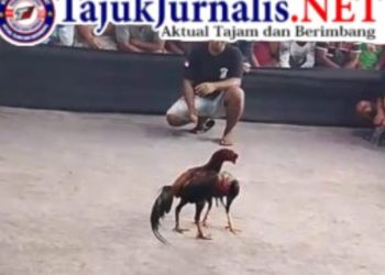 Maraknya Sabung Ayam di Desa Lempeni Tempe, Polres Lumajang Tutup Mata!
