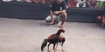 Maraknya Sabung Ayam di Desa Lempeni Tempe, Polres Lumajang Tutup Mata!