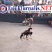 Maraknya Sabung Ayam di Desa Lempeni Tempe, Polres Lumajang Tutup Mata!